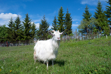 White goat looking