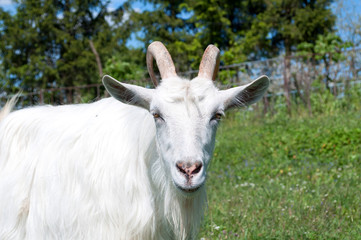 White goat looking