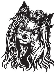 yorkshire terrier black white