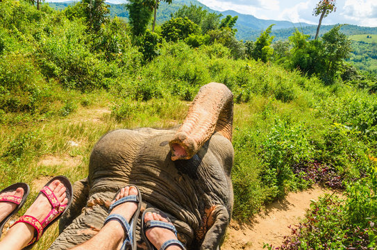 Elephant ride, feet of two people on the head of an elephant
