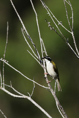 Weißkinn-Honigschmecker (Melithreptus albogularis)