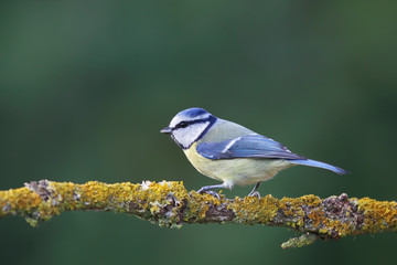 Blaumeise (Parus caeruleus)