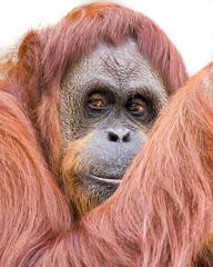 Sumatran Orangutan