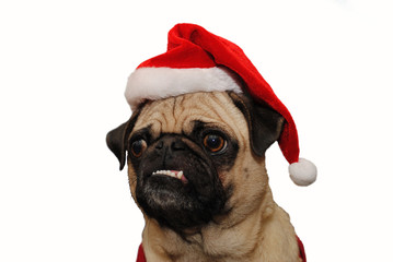 Funny Faced Pug Wearing a Santa Hat Over White