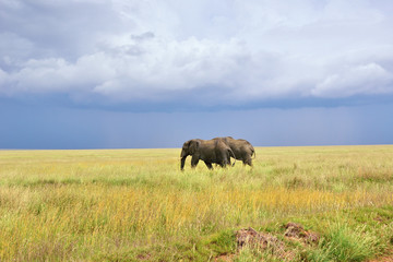 African elephants