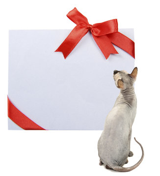 Beautiful gray sphinx cat with empty greeting card isolated