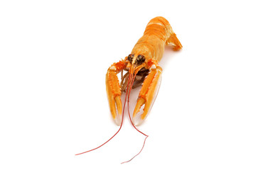 shrimp with pincers