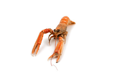 shrimp with pincers