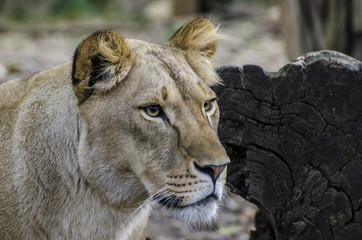 Leonessa con sguardo attento