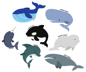 Obraz premium Whale vector set