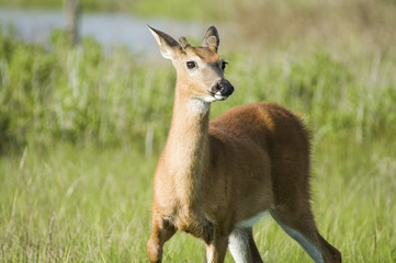 Alert deer