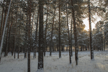 Winter sun forest
