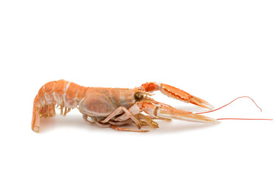 shrimp with pincers isolated
