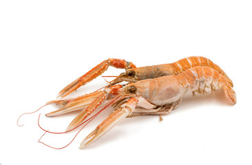 shrimp with pincers isolated