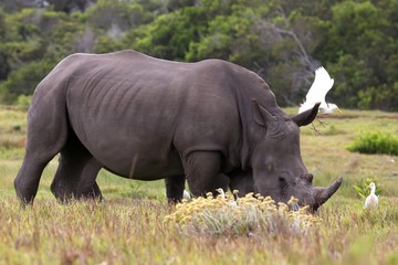Fototapeta premium White Rhino and Egrets