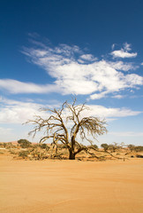 Dead tree in the Sossusvlei desert, Namibia