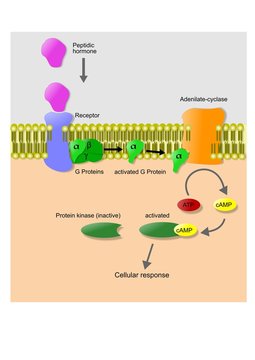 Meccanismo d'azione di un ormone peptidico
