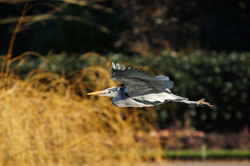 Grey Heron, Ardea cinerea
