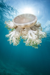 Naklejka premium Cassiopea Jellyfish and Sunlight