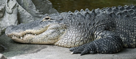 Mississippi alligator