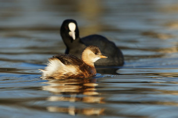 Little Grebe, Tachybaptus ruficollis