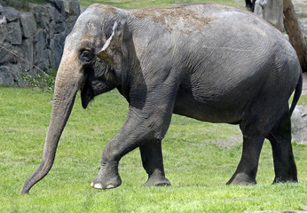 Fototapeta premium African elephant