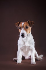 Jack Russell dog