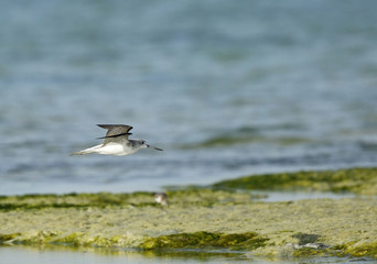 Greenshank in flight