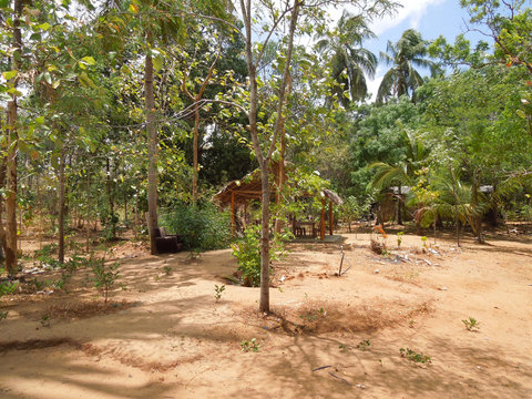 backyard in Sri Lanka
