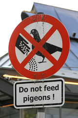 Pigeons feed