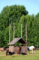 Białostockie Muzeum Wsi 11 © jaworex