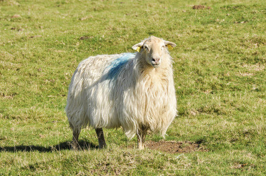 Sheep at Pyrenees, Navarre (Spain)