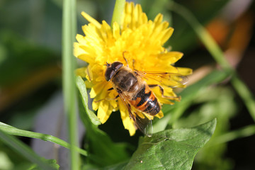 Bee on yellow flower
