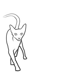 Кошка