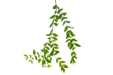 Close up of green leaves