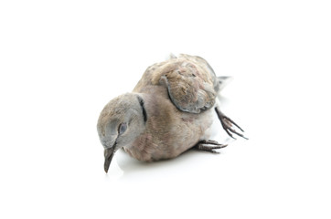 Close up of dead bird
