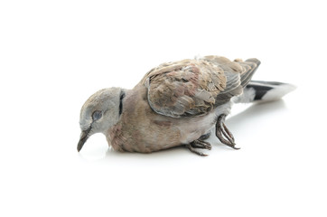 Close up of dead bird