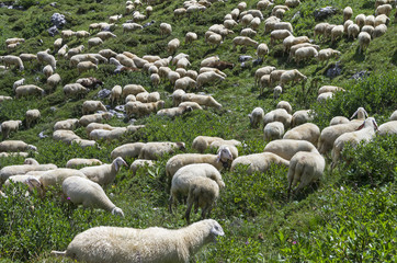 A herd of sheep on a mountain pasture.