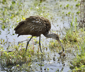Limpkin Bird