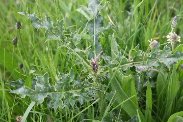 Distel