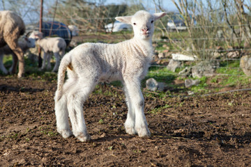 Obraz premium Lamb on dehesa landscape