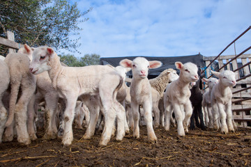 Some young lambs fenced in © WH_Pics