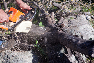 Obraz premium Cutting holm oak firewood with a chainsaw