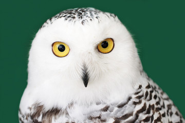 snow owl