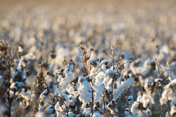 natural cotton bolls ready for harvesting