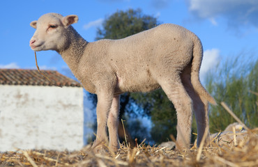 Obraz premium Lamb on dehesa landscape