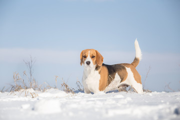 Beagle dog looking alert with tail up