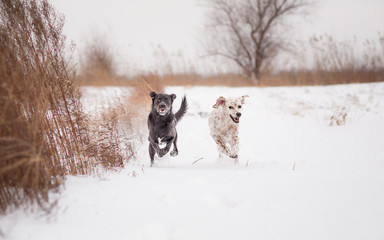 two dogs running in snow