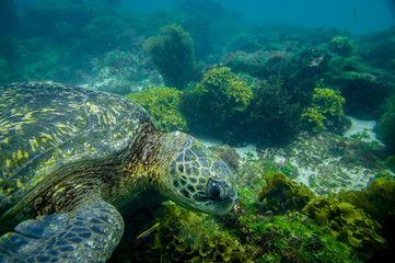 marine turtle swimming underwater