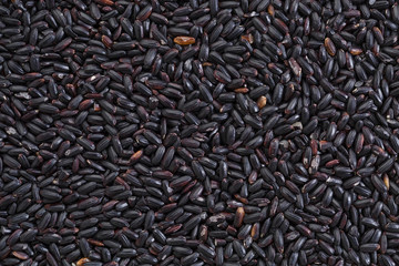 forbidden rice grain